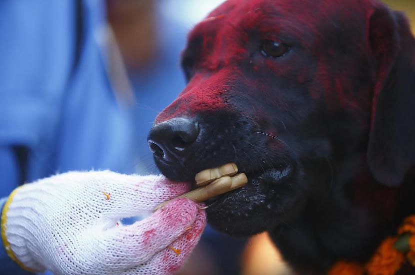 Tihar festivāls - pateicība suņiem par uzticību