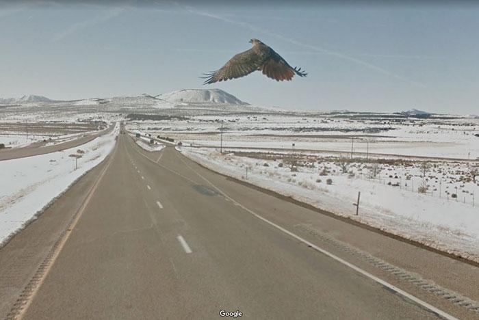 Autors: matilde Foto izlase: Dzīvnieki, kuri netīšām nokļuva «Google Street View»