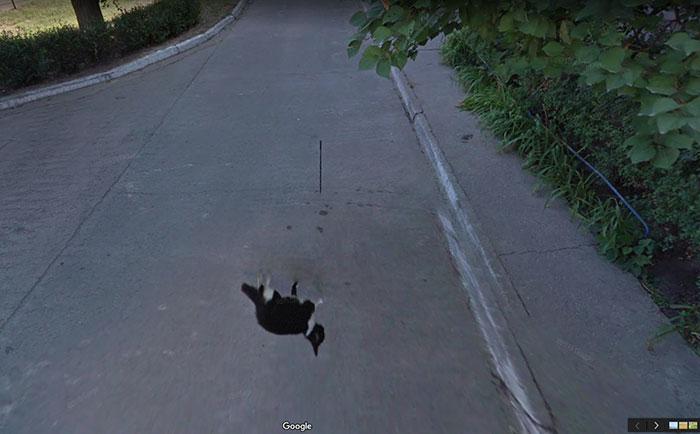 Autors: matilde Foto izlase: Dzīvnieki, kuri netīšām nokļuva «Google Street View»