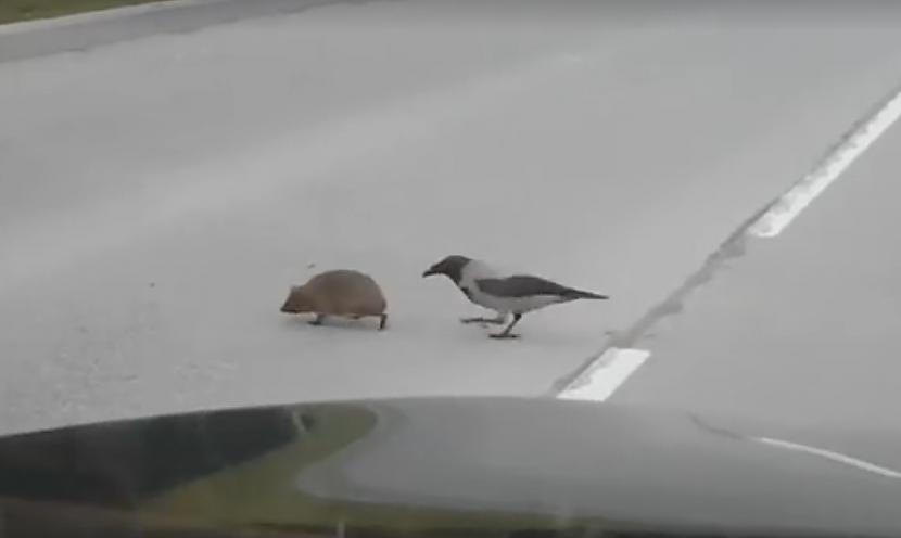 Video ar vārnu un ezi uz ceļa Ogrē kļuvis par pasaules mēroga sensāciju