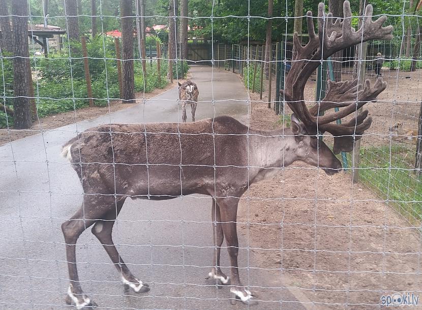 Rīgas ZOO: lietainā svētdiena