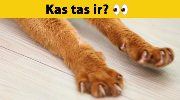Tests: Vari atpazīt vismaz 7 no 10 dzīvniekiem, ja redzi tikai daļu no tiem?