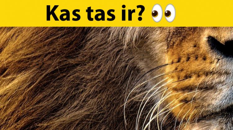 Tests: Vari atpazīt vismaz 10 dzīvniekus no 13, ja redzi tikai daļu no tiem?