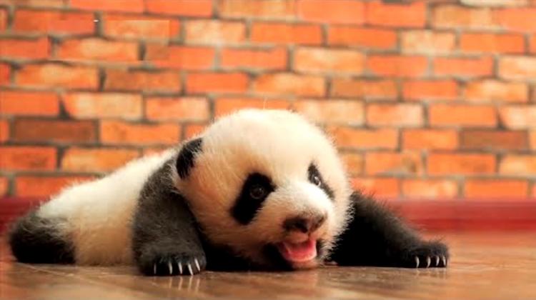 Smieklīgi pandas ir visur