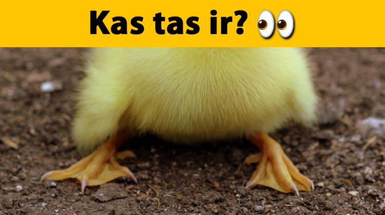 Tests: Vari atpazīt vismaz 8 dzīvniekus no 13, ja redzi tikai daļu no tiem?