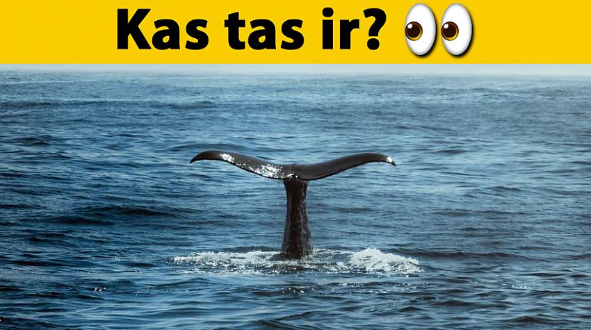 Tests: Vari atpazīt vismaz 10 dzīvniekus no 12, ja redzi tikai viņu astes?