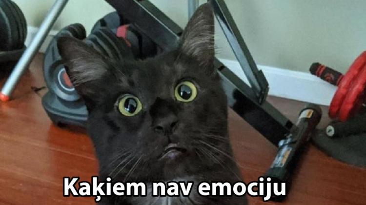 26 slinki kaķi, kuru īstā vieta būtu uz skatuves