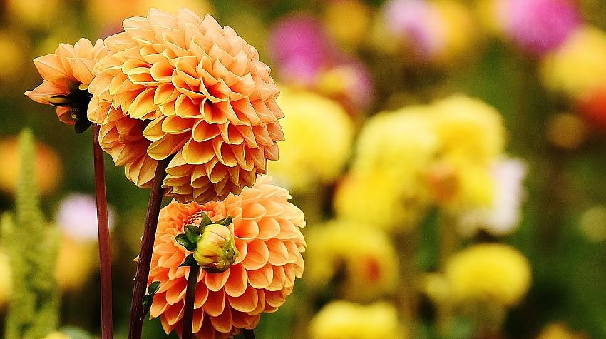 Tests: Vai atpazīsti šīs rudens puķes?