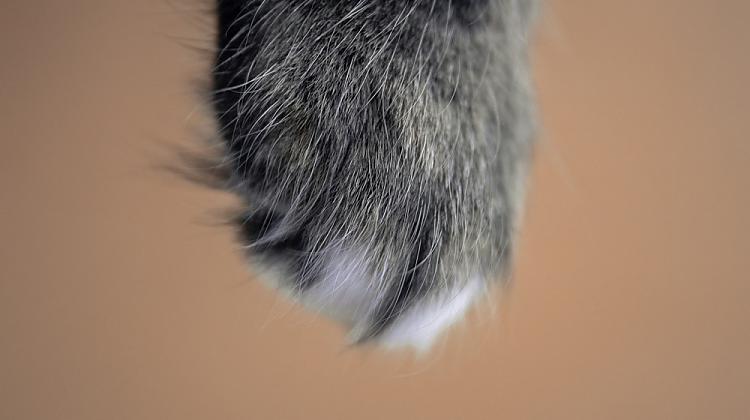 Tests: Vai tu vari precīzi noteikti, kuram dzīvniekam pieder šīs kājas?