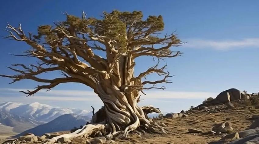 Kā gan koki var izdzīvot tūkstošiem gadu?