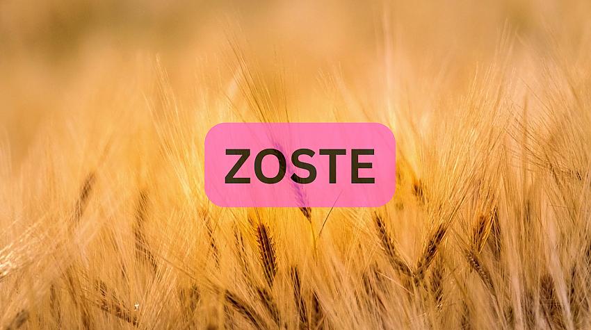 Tests: Vai zini, ko nozīmē šie 10 apvidvārdi?