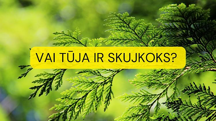 Vai vari šajā zināšanu testā iegūt vismaz 12 punktus no 15?