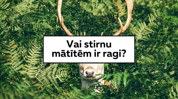 Tests: Ja neesi muļķis, tad varēsi atbildēt pareizi uz vismaz 7 jautājumiem
