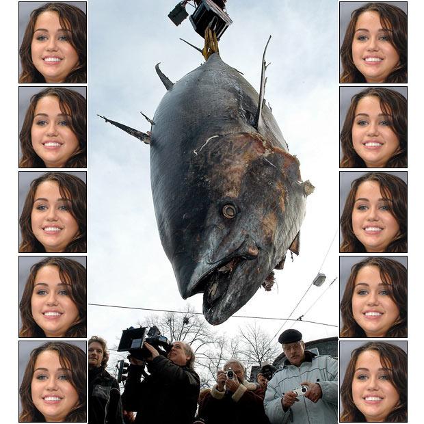 Gandrīz 3 metrus garā tunzivs... Autors: bizonis1 Lielas zivis = Slavenības