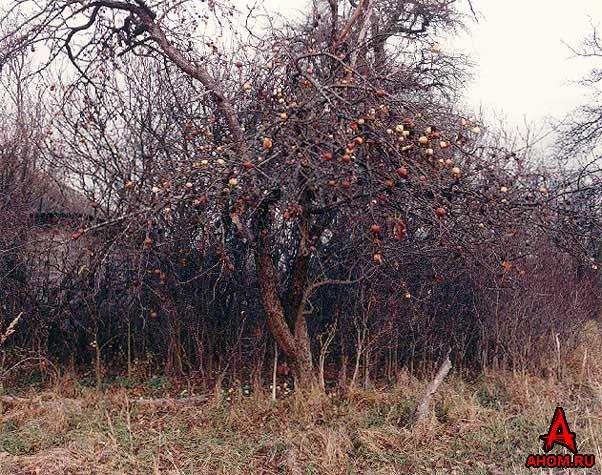 Černobiļa UkrainaKijevas... Autors: coldasice pamestas pilsētas-foto galerija