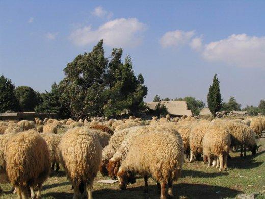 Kuneitra Sīrija Autors: coldasice pamestas pilsētas-foto galerija