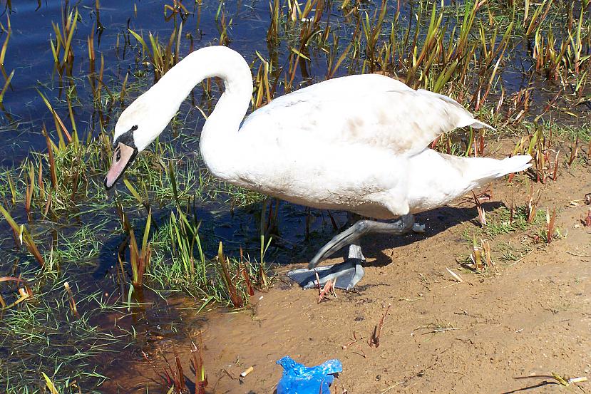  Autors: aivarsm Atmiņās par pavasari