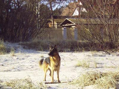  Autors: LKJH Nekas īpašs