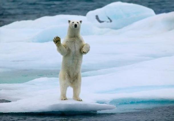 Waving Polar Bear  Hans Strand... Autors: Magicvision Gada fotogrāfijas!