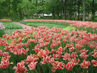  Autors: laforeta Keukenhof Garden – Ziedu debesis uz zemes