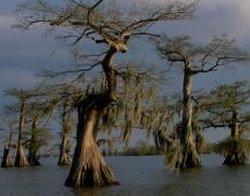 5 Mančakas purvi Luiziānā Lāpu... Autors: mortal sin baisas vietas uz zemes.