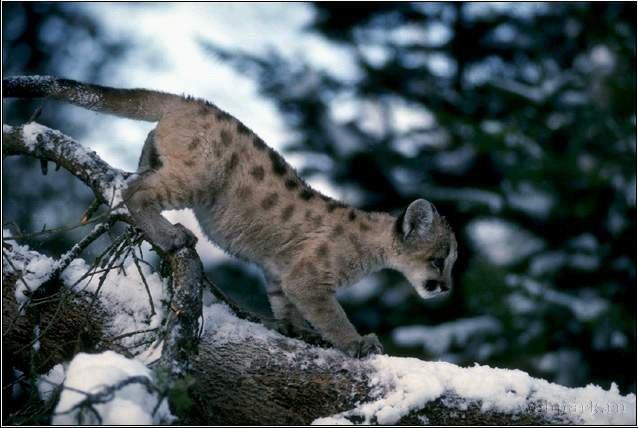  Autors: Antilohs Dzīvnieku apskats: sniega leopards