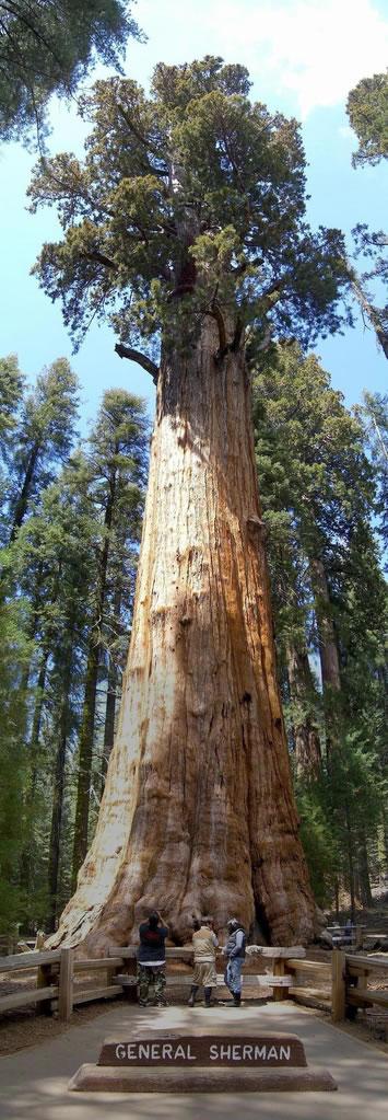 8 Lielā Sekvoja Sequoiadendron... Autors: LittleWolf Skaistākie koki pasaulē