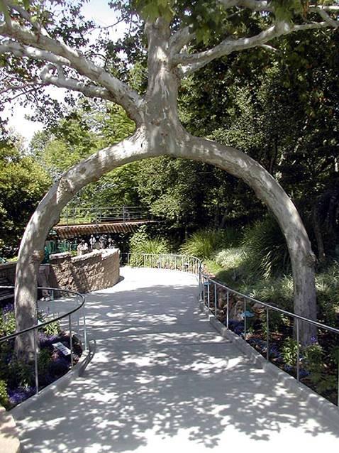 Trīskāju koks Autors: LittleWolf Skaistākie koki pasaulē