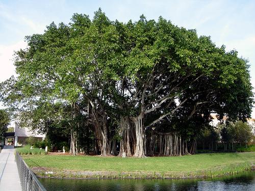 3 Banyan koks ir nosaukts pēc... Autors: LittleWolf Skaistākie koki pasaulē