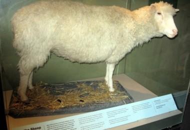 1996 gadā zinātniekiem Skotijā... Autors: augsina (stulbā)aita