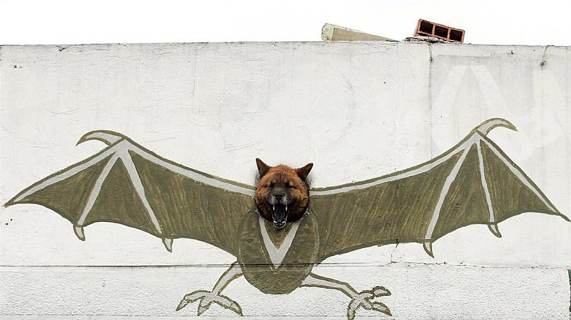 Suns rej caur caurumu sienā... Autors: KingOfTheSpokiLand 75 Pārsteidzošas dzīvnieku fotogrāfijas!