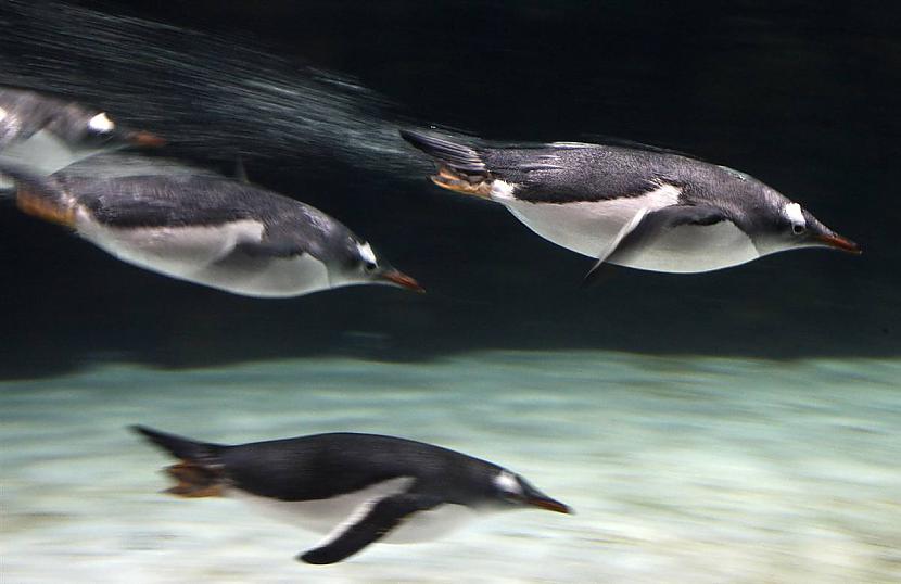 Gentoo penguins Melnburnas... Autors: KingOfTheSpokiLand 75 Pārsteidzošas dzīvnieku fotogrāfijas!