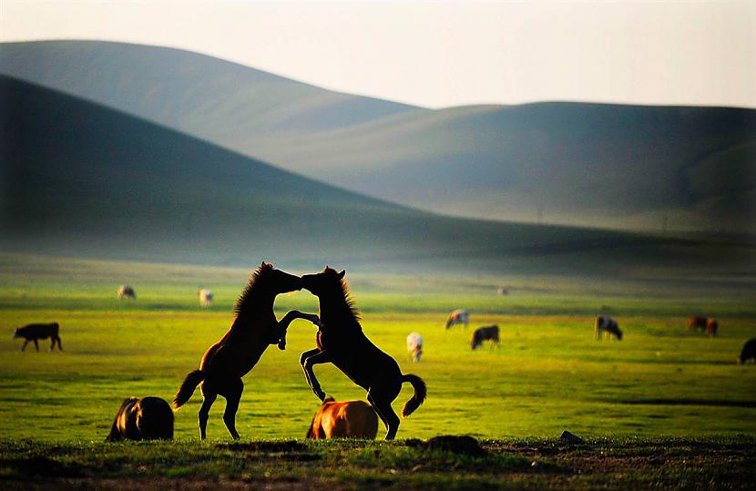 Skūpstās nē cīnās Mangolijas... Autors: KingOfTheSpokiLand 75 Pārsteidzošas dzīvnieku fotogrāfijas!