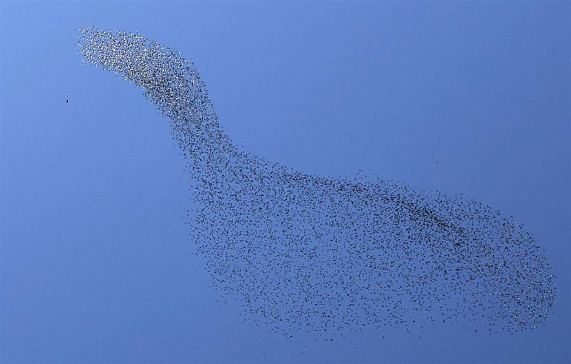 Kosava putnu kolonija Autors: KingOfTheSpokiLand 75 Pārsteidzošas dzīvnieku fotogrāfijas!