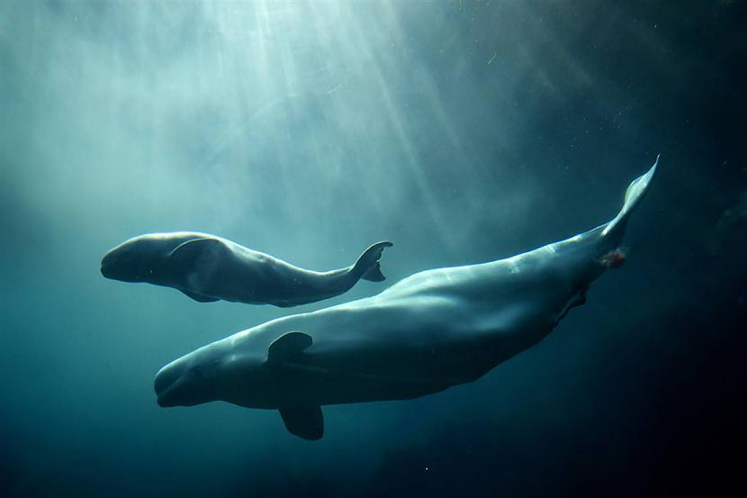 20 gadus vecā mamma peld... Autors: KingOfTheSpokiLand 75 Pārsteidzošas dzīvnieku fotogrāfijas!