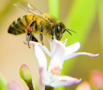 Medus bitēm spalviņas aug arī... Autors: kadikis Interesanti!