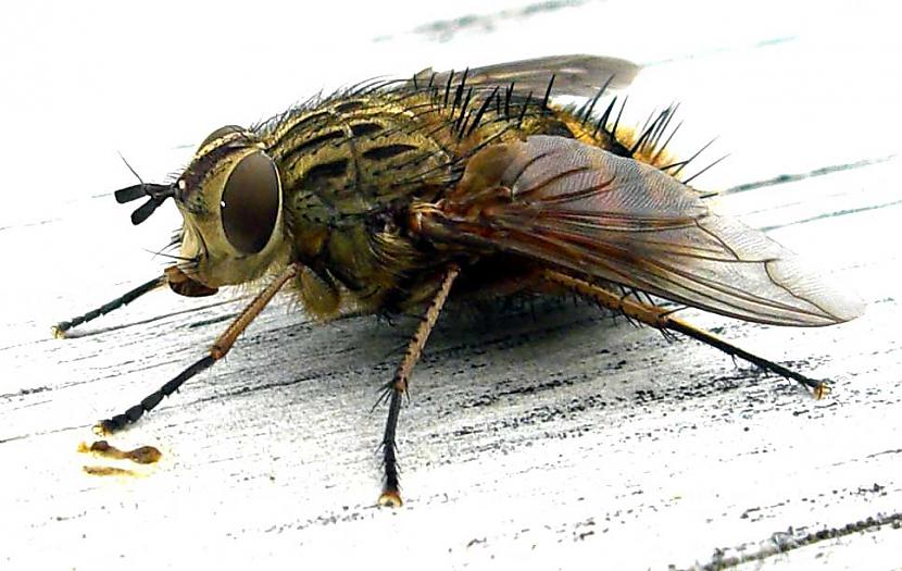 Muša ir vienīgais insekts... Autors: kanba 11 interesanti fakti par dzīvniekiem!