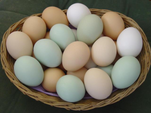 Vistas dēj dažādu krāsu olas... Autors: pedogailis Kā es mīlu vistiņas xD