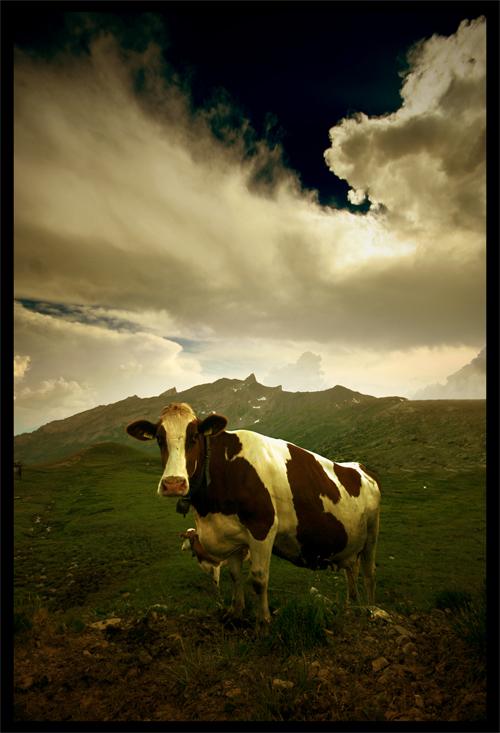  Autors: Fosilija glīšas govis :)