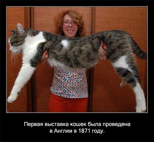 Pirmā kaķu izstāde notika... Autors: coldasice fakti par kaķiem
