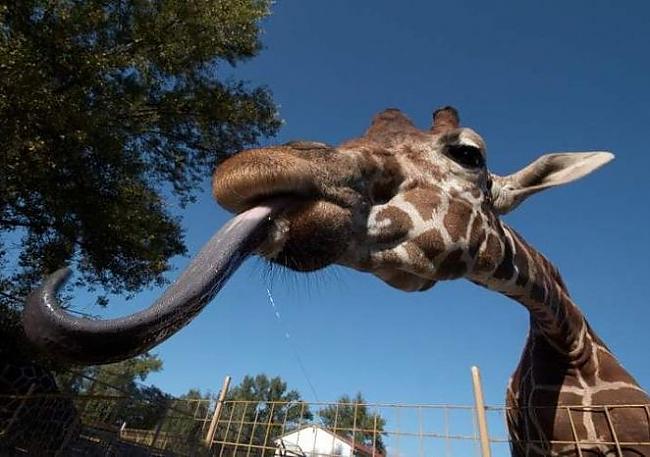 Žirafēm ir pilnīgi melna mēle... Autors: coldasice Interesanti fakti par dzivniekiem