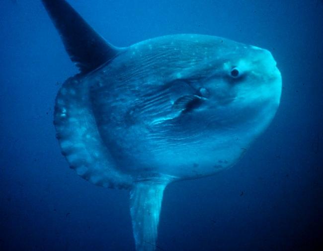 039 Mola Mola jeb okeāna... Autors: coldasice Interesanti fakti par dzivniekiem