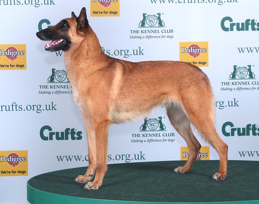 beļģu aitu suns Malinois Autors: AgaGangaEsenga Suņu šķirnes daudz