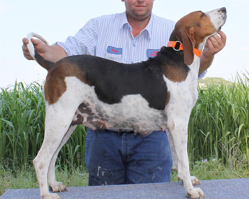 Walker Coon Hound Autors: AgaGangaEsenga Suņu šķirnes daudz