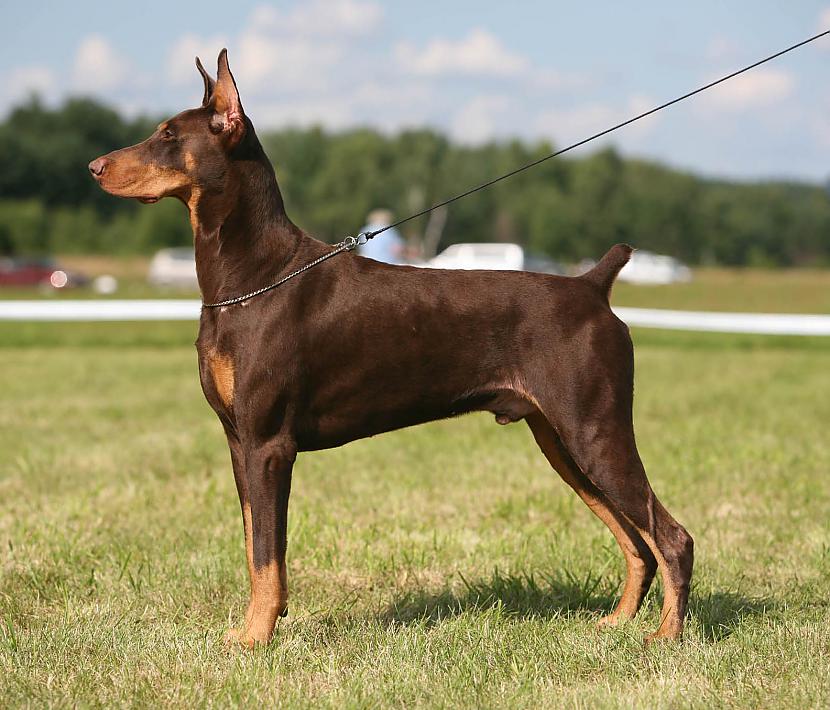 dobermanis Autors: AgaGangaEsenga Suņu šķirnes daudz