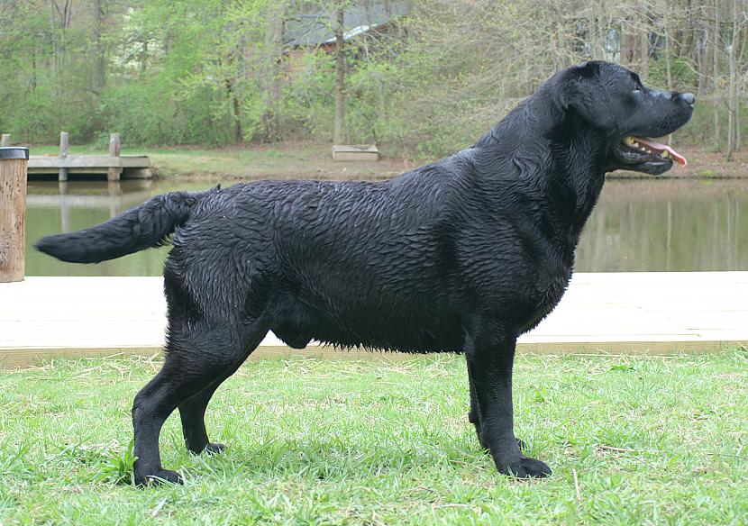 labradors Autors: AgaGangaEsenga Suņu šķirnes daudz