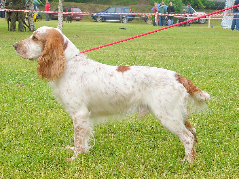 krievu medību spaniels Autors: AgaGangaEsenga Suņu šķirnes daudz