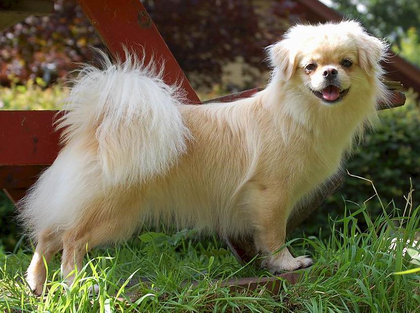 tibetas spanielsl Autors: AgaGangaEsenga Suņu šķirnes daudz