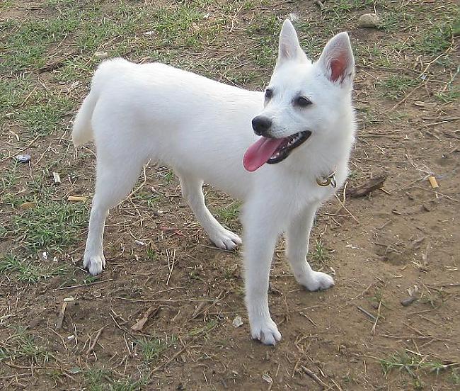 alaskan klee kai Autors: AgaGangaEsenga Suņu šķirnes daudz