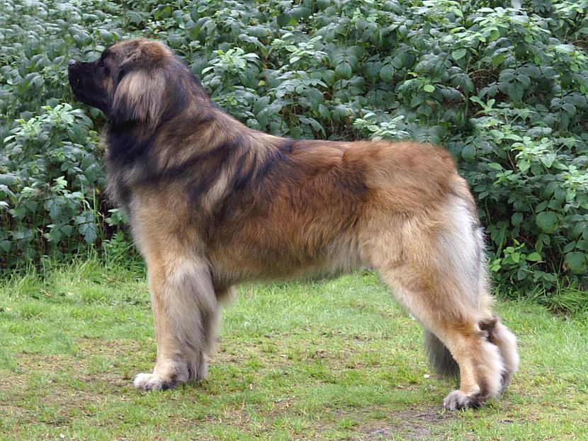 leonbergers Autors: AgaGangaEsenga Suņu šķirnes daudz